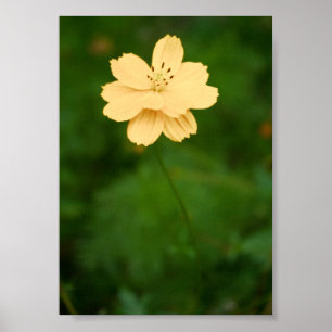 Peaceful Harmony Poster