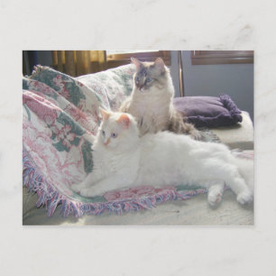 Peaceful kitties Postcard