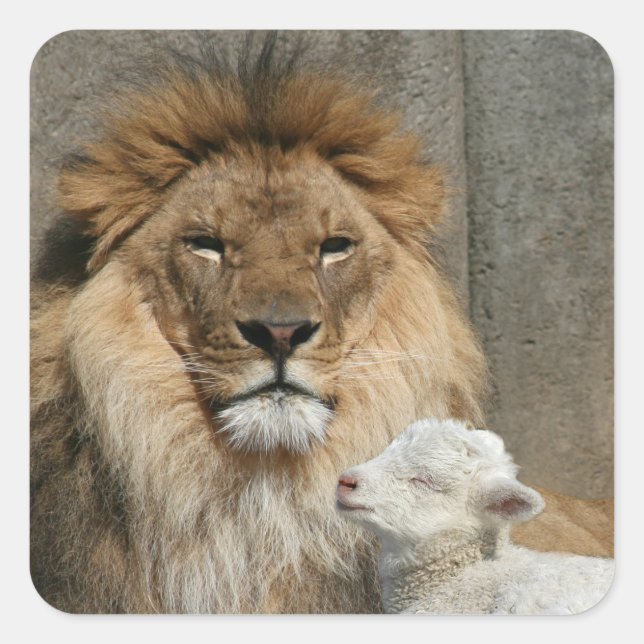 Peaceful lion and lamb square sticker (Front)