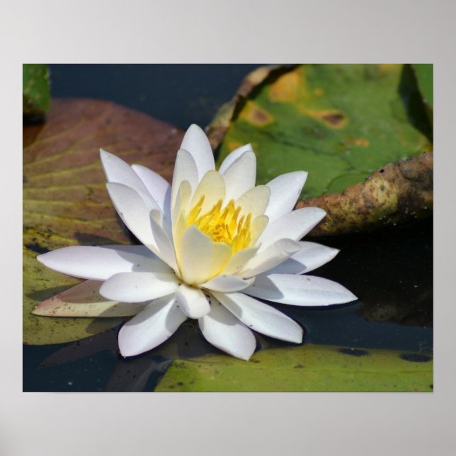 Peaceful Lotus for a space that needs Zen Poster (Front)