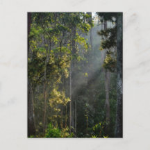Peaceful Morning Sun Sunray Sunbeam Forest