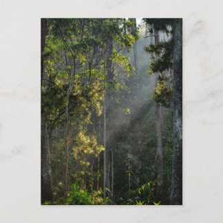 Peaceful Morning Sun Sunray Sunbeam Forest Postcard