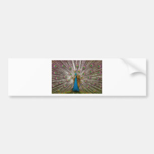 Peaceful Peacock Bumper Sticker