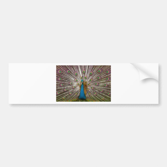 Peaceful Peacock Bumper Sticker (Front)