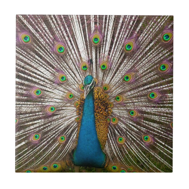 Peaceful Peacock Ceramic Tile (Front)