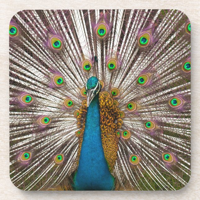 Peaceful Peacock Coaster (Front)