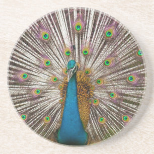 Peaceful Peacock Coaster