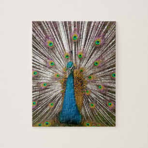 Peaceful Peacock Jigsaw Puzzle