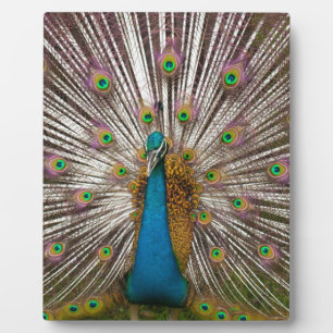 Peaceful Peacock Plaque