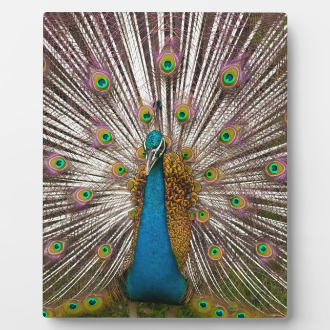 Peaceful Peacock Plaque (Front)
