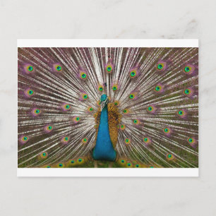 Peaceful Peacock Postcard