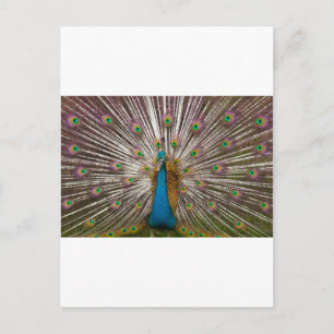 Peaceful Peacock Postcard