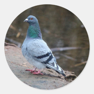 Peaceful pigeon classic round sticker