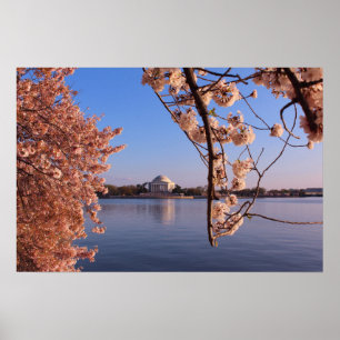 Peaceful Pink Cherry Blossoms in DC Poster