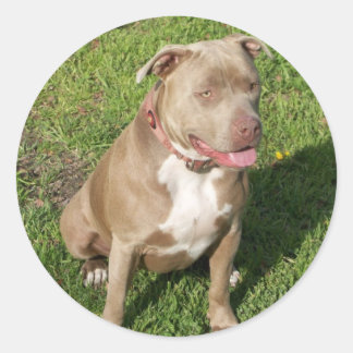Peaceful Pitbull Classic Round Sticker