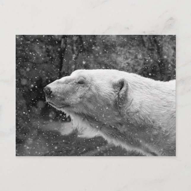 Peaceful Polar Bear Postcard (Front)