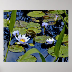 Peaceful Pond Poster