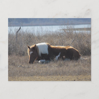 Peaceful pony postcard. postcard