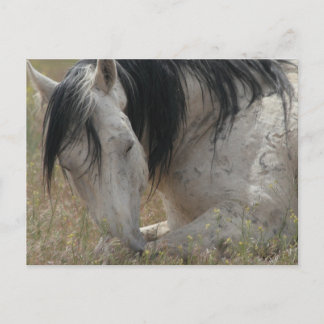 Peaceful Postcard