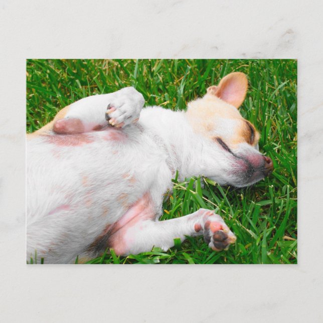 Peaceful Pup Postcard (Front)