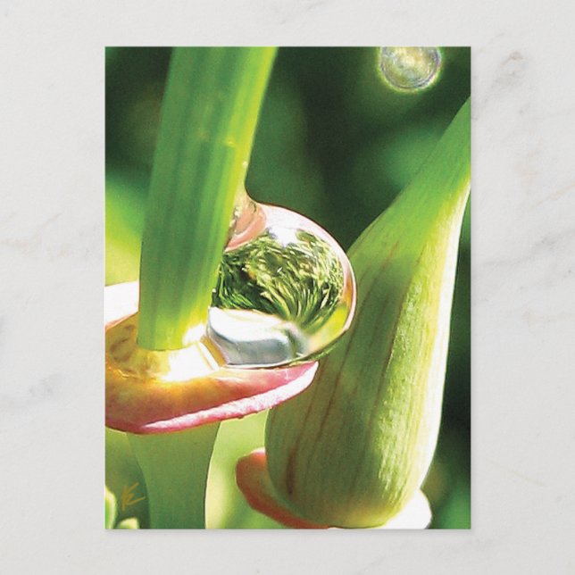 Peaceful Red and Green Flower with Dew Postcard (Front)