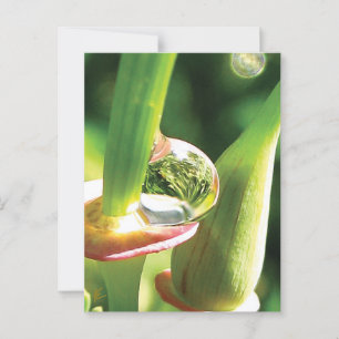 Peaceful Red and Green Flower with Dew Postcard
