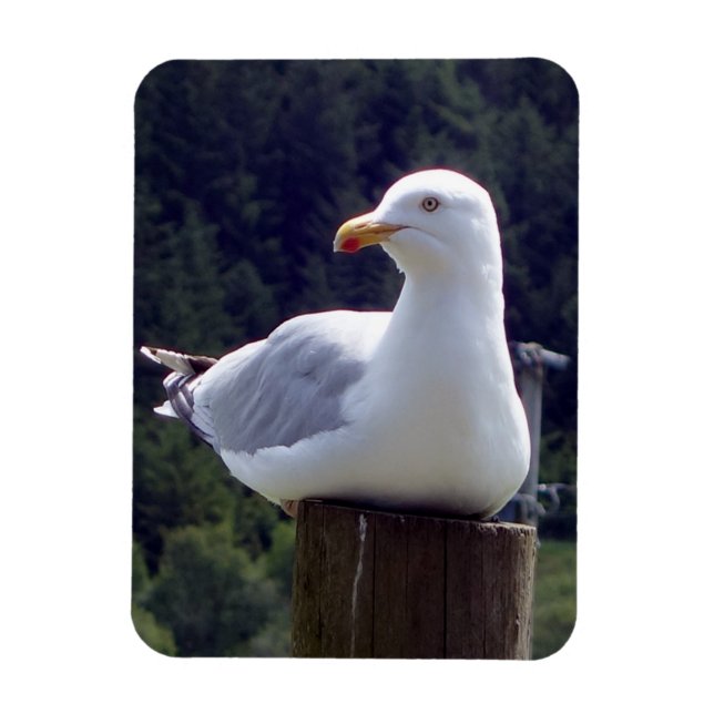 Peaceful Seagull on Post Nature Wildlife Art Magnet (Vertical)