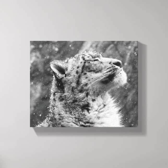 Peaceful Snow Leopard Canvas Print (Front)