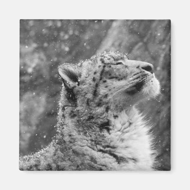 Peaceful Snow Leopard Magnet (Front)
