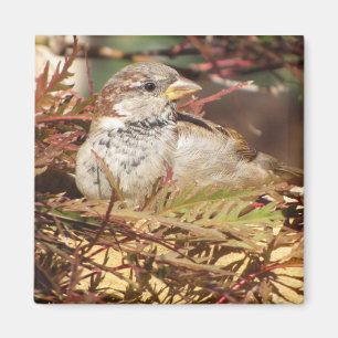 Peaceful Sparrow Magnet
