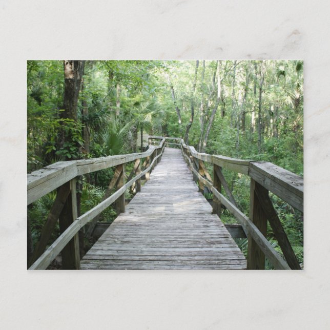 Peaceful Stroll Postcard (Front)