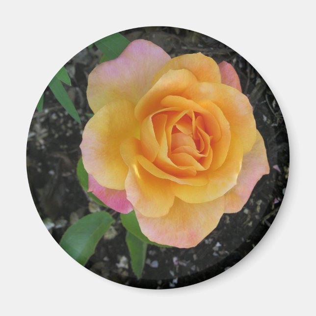 Peach and Orange Rose Magnet (Front)