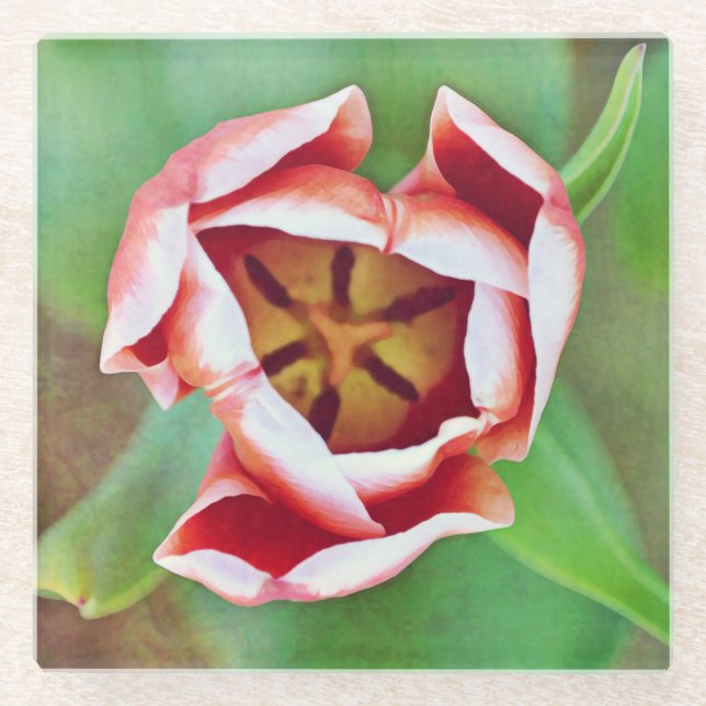 Peach and White Tulip Glass Coaster (Front)