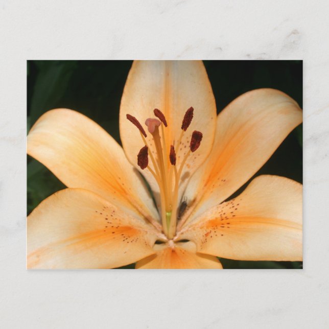 Peach Asiatic Lily Closeup Postcard (Front)