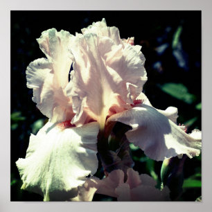 Peach Bearded Iris Flower 2 Up Close Poster