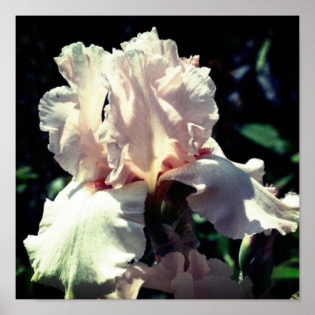 Peach Bearded Iris Flower 2 Up Close Poster (Front)