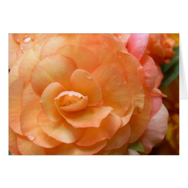 Peach Begonia (Front Horizontal)