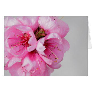 Peach blossom blank flower card