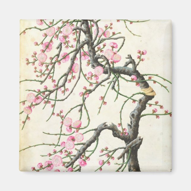 Peach blossom (colour on paper) magnet (Front)