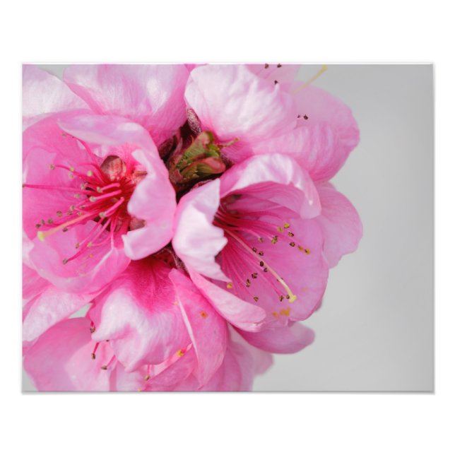 Peach Blossom Photo Print (Front)