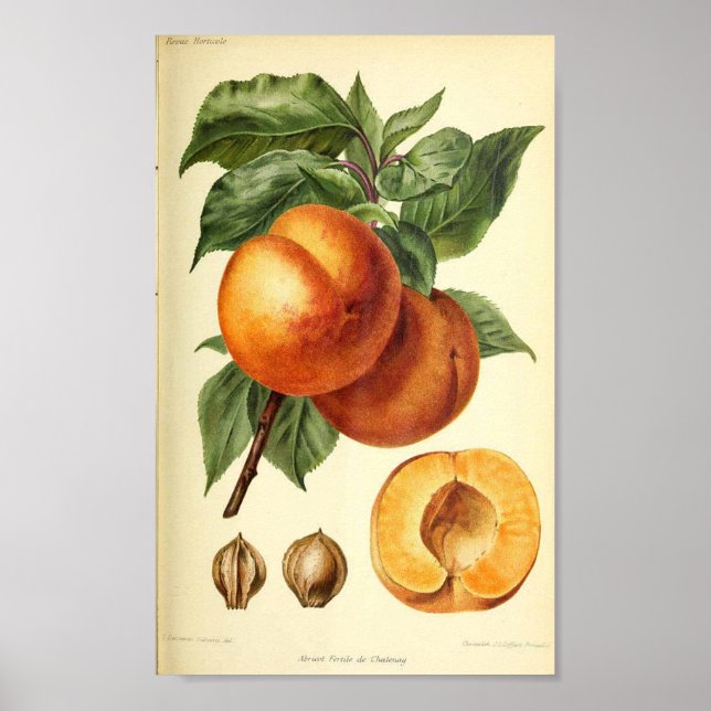 Peach Botanical Fruit Print (Front)