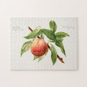 Peach Bough (Prunus Persica) Fruit Painting Jigsaw Puzzle