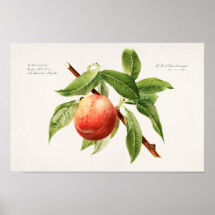 Peach Bough (Prunus Persica) Fruit Painting Poster
