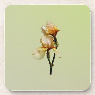 Peach Coloured Irises Coaster