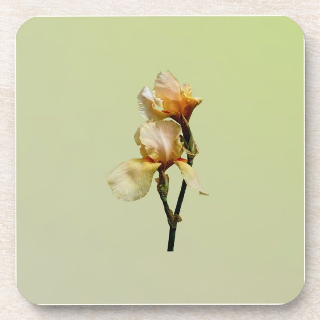 Peach Coloured Irises Coaster (Front)