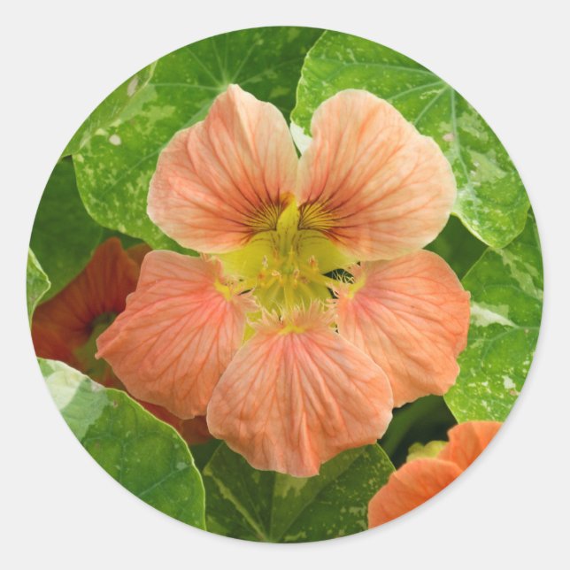 Peach Coloured Nasturtium Flower - Sticker Sheet (Front)