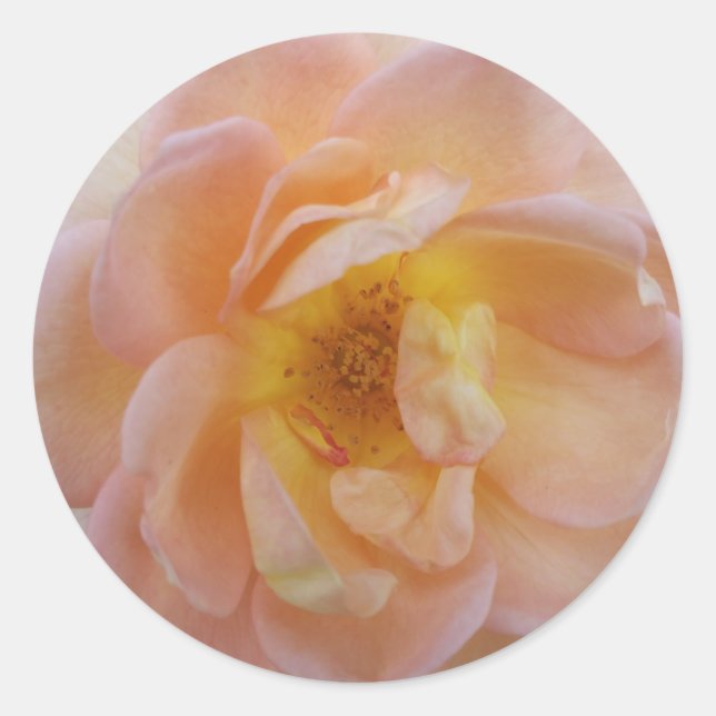 Peach-Coloured Rose Classic Round Sticker (Front)