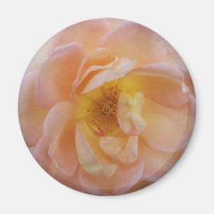 Peach-Coloured Rose Magnet
