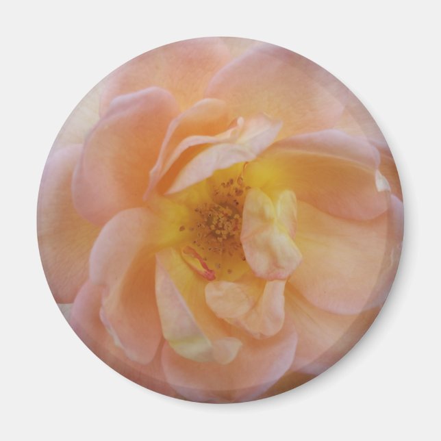 Peach-Coloured Rose Magnet (Front)