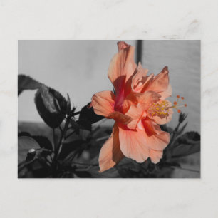 Peach Double Hibiscus Flower Selective Colour Phot Postcard